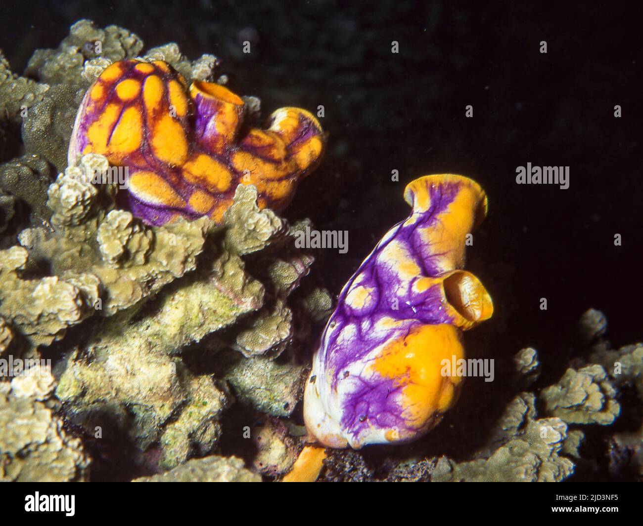 Golden ascidians (Polycarpa aurata) from Bunaken, North Sulawesi, Indonesia. Stock Photo