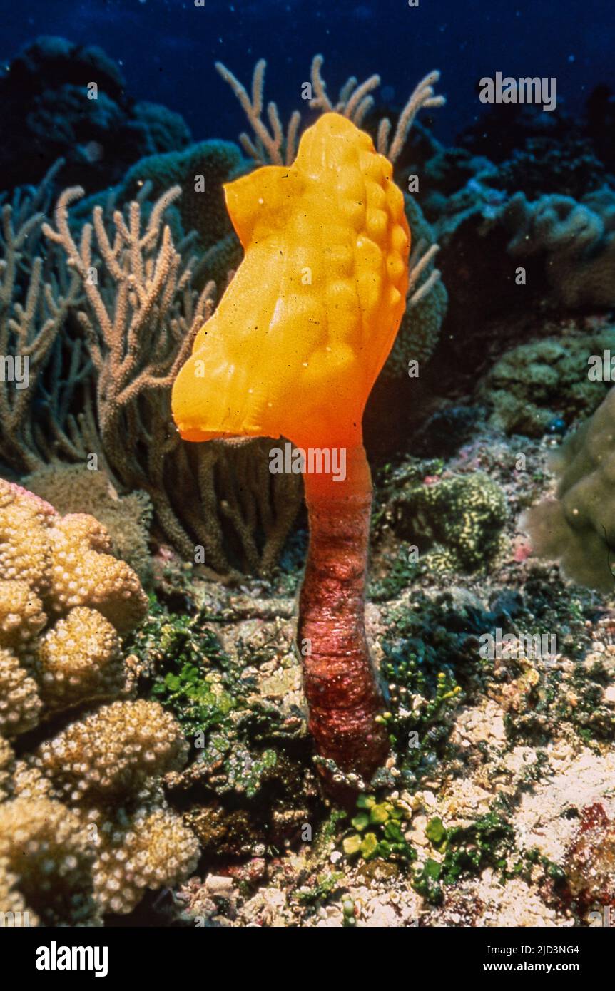 The solitary sea-squirt Polycarpa clavata from Flinders Reef, Coral Sea. Stock Photo