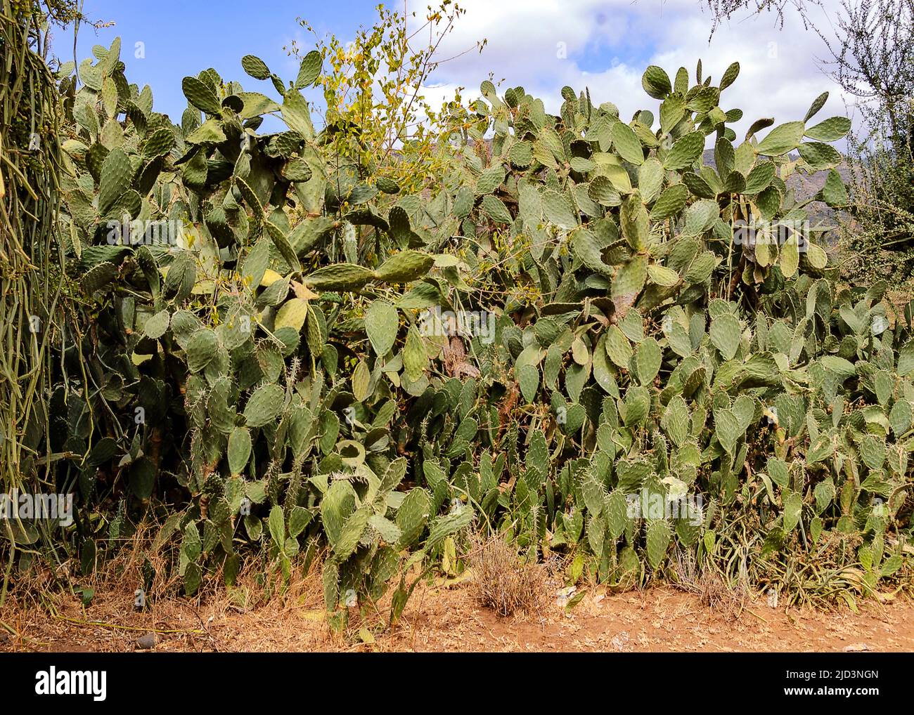 Opuntia stricta from Engaruka, Tanzania (2006).  This invasive cactus species represent a big problem in Tanzania and other East-African countries. It Stock Photo