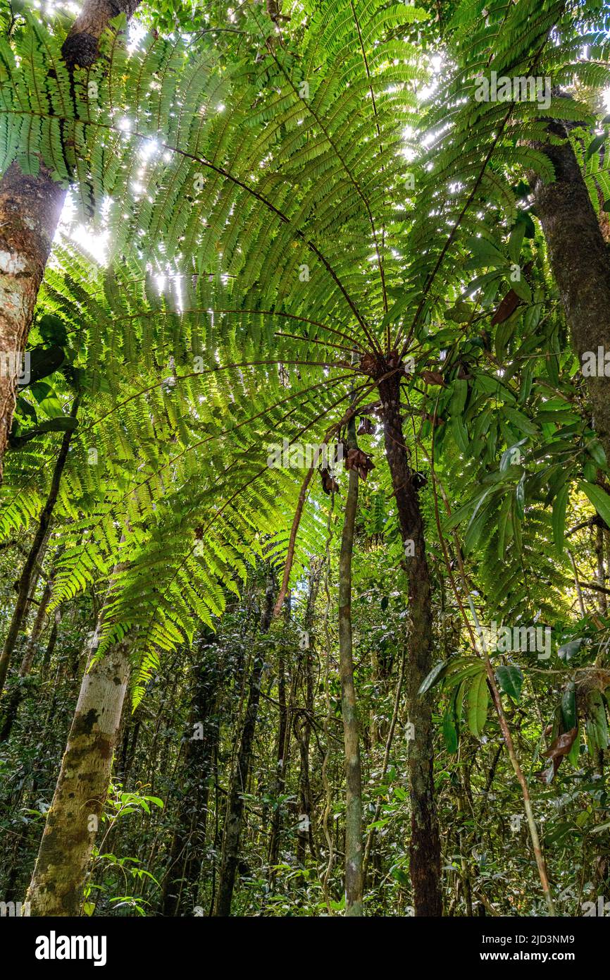 Tree fern (Alsophila sp.) from Andasibe-Mantadia NP, Madagascar. Stock Photo