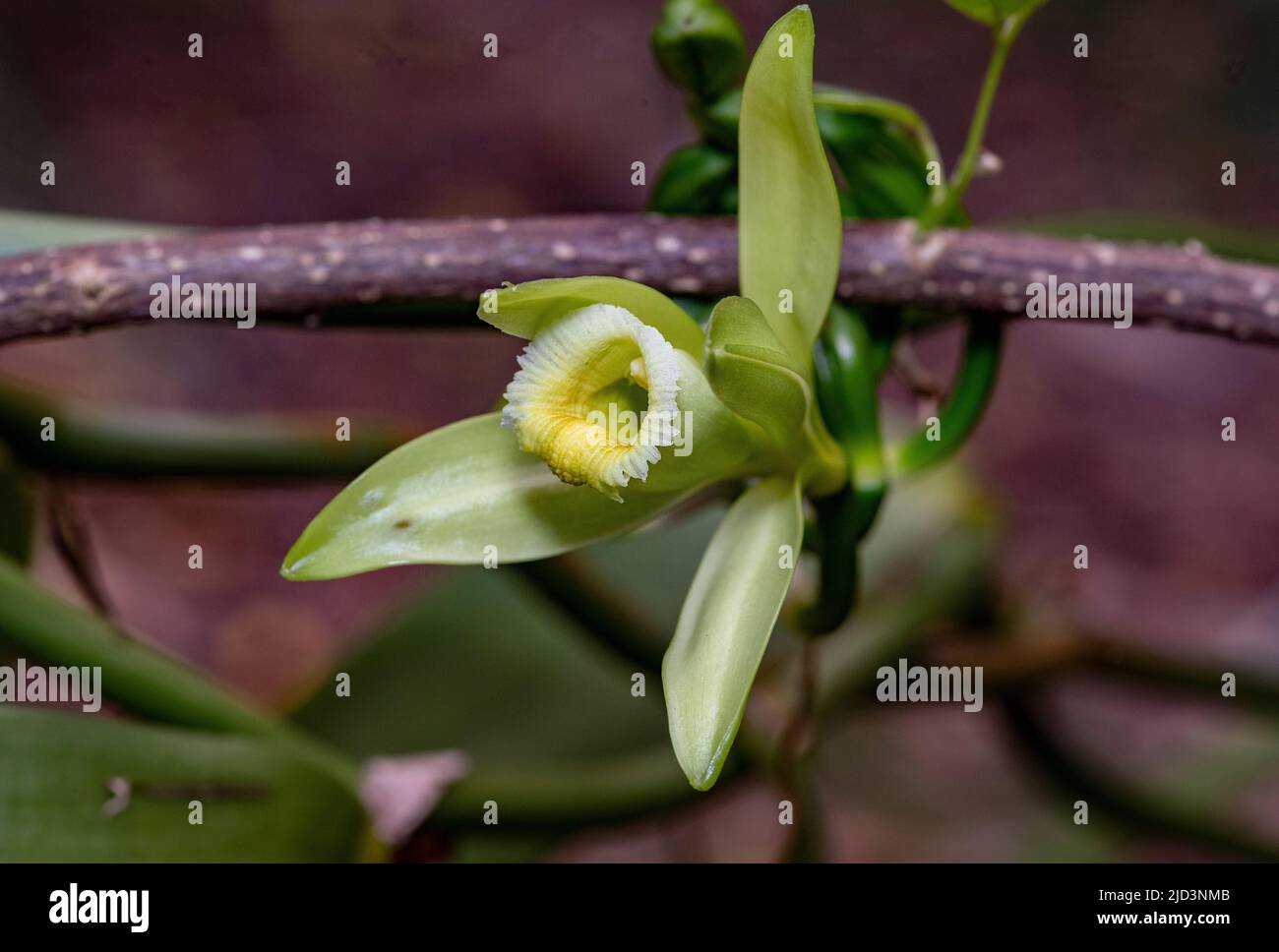 Flower of the vanilla orchid (Vanilla planoifolia) from Palmarium ...