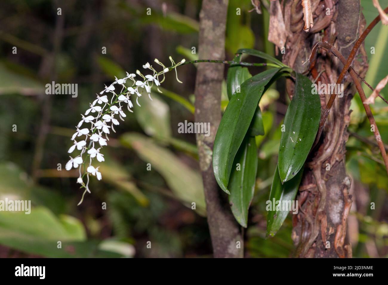 Orchid (Aerangis mystacidii) from Palmarium Reserve (Ampanakary, Atsinanana), eastern Madagascar. Stock Photo