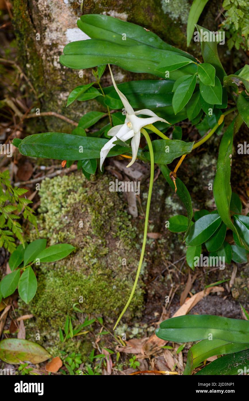 Darwin's orchid (Angraecum sesquipedale) from Palmarium Reserve (Ampanakary, Atsinanana), eastern Madagascar. Stock Photo