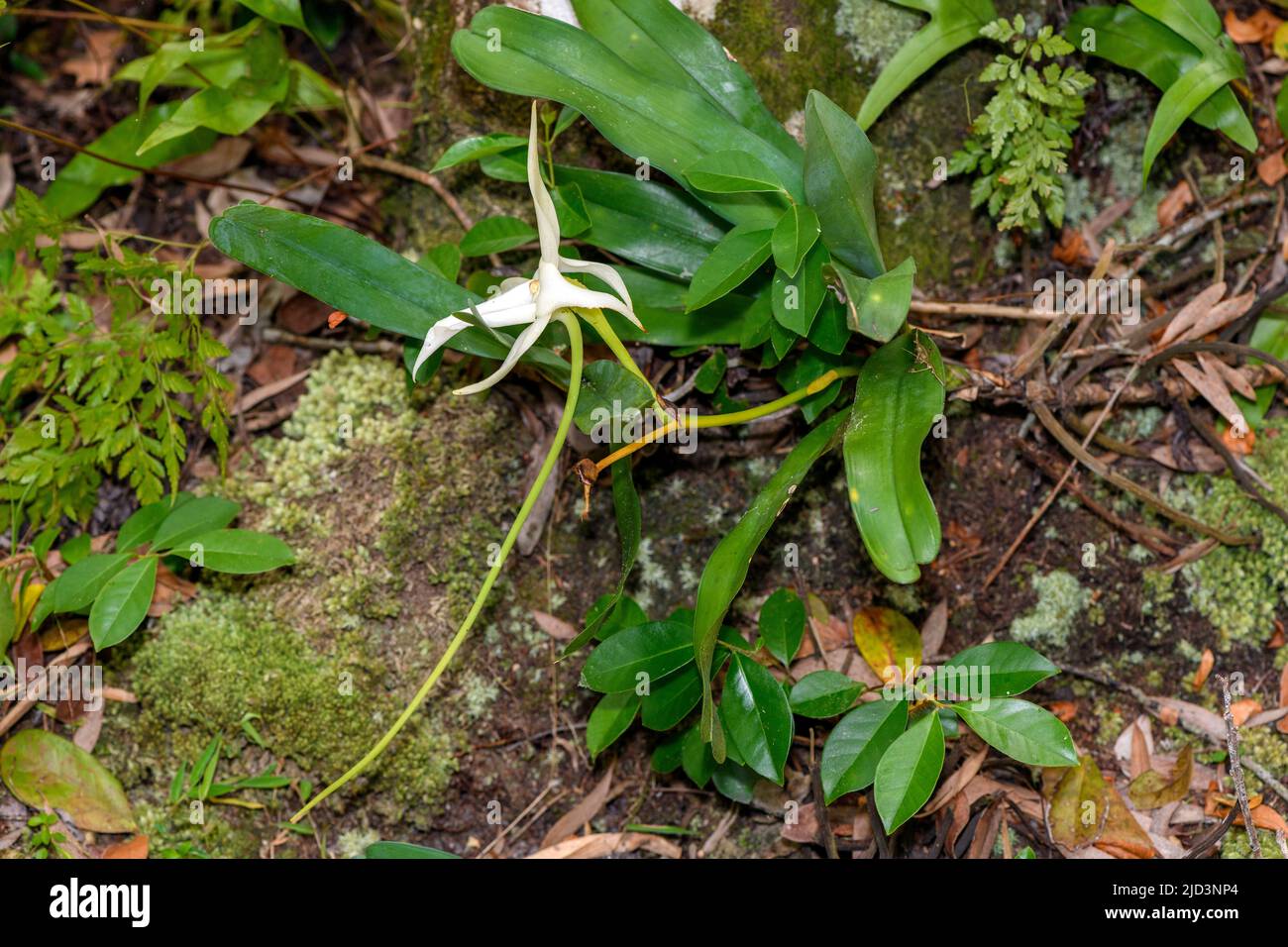 Darwin's orchid (Angraecum sesquipedale) from Palmarium Reserve (Ampanakary, Atsinanana), eastern Madagascar. Stock Photo