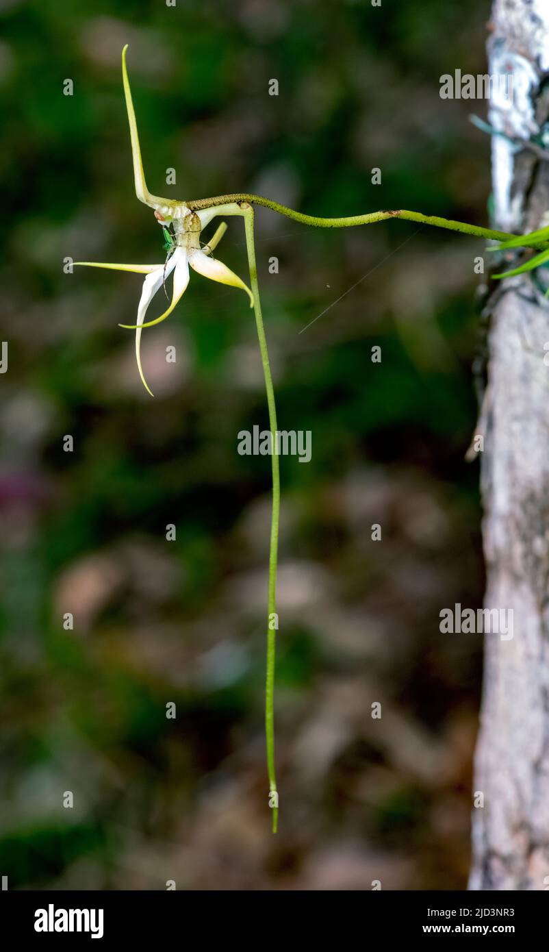 Schlechter's Aeranthes Orchid (Aeranthes schlechteri), endemic to Madagascar and vulnerable. Photo from Andasibe-Mantadia NP, Madagascar. Stock Photo