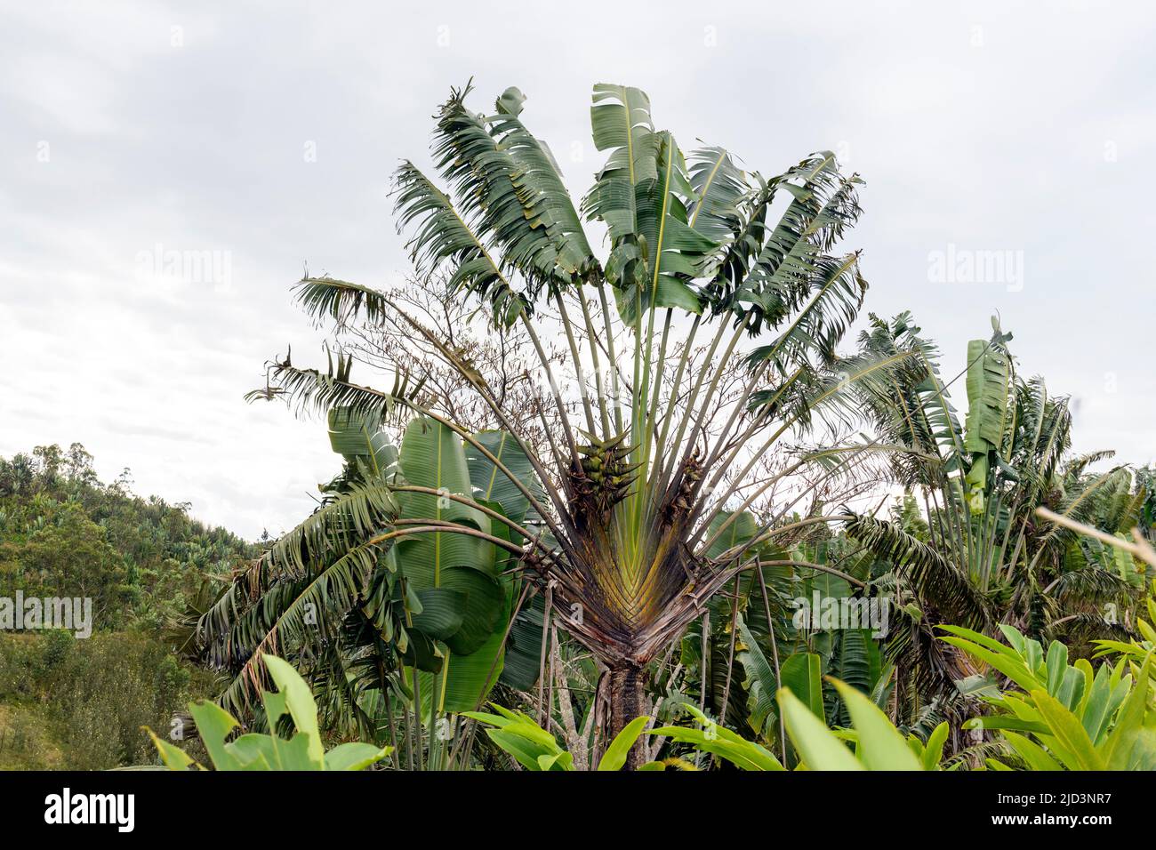 RAVENALA madagascariensis - Travelers Palm, seed, buy – Australian