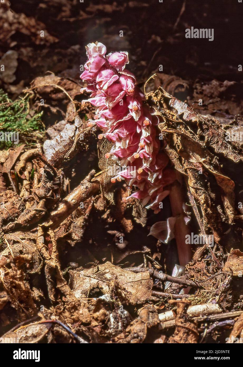 Flower of the parasitic Common Toothwort (Lathraea squamaria) from Hidra, Agder, southern Norway in April. Stock Photo
