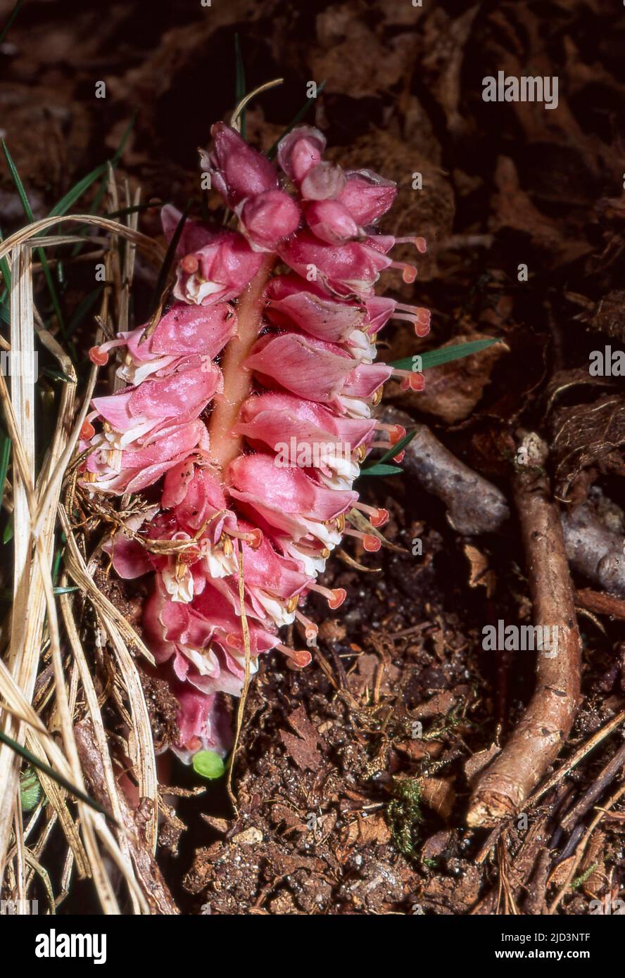 Flower of the parasitic Common Toothwort (Lathraea squamaria) from Hidra, Agder, southern Norway in April. Stock Photo