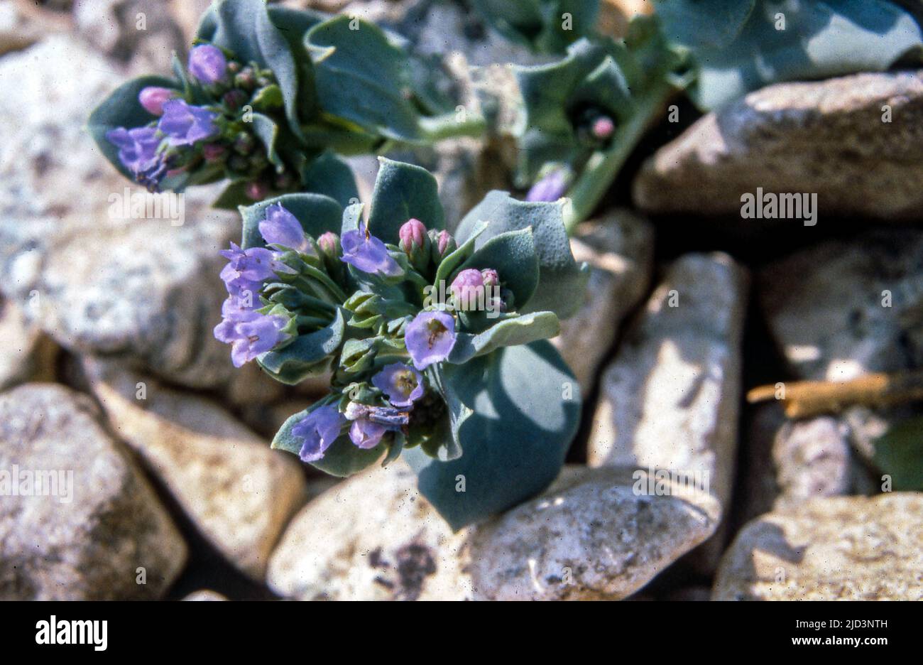 Oyster plant (Mertensia maritima) from Hidra, south-western Norway in July 1981. Stock Photo