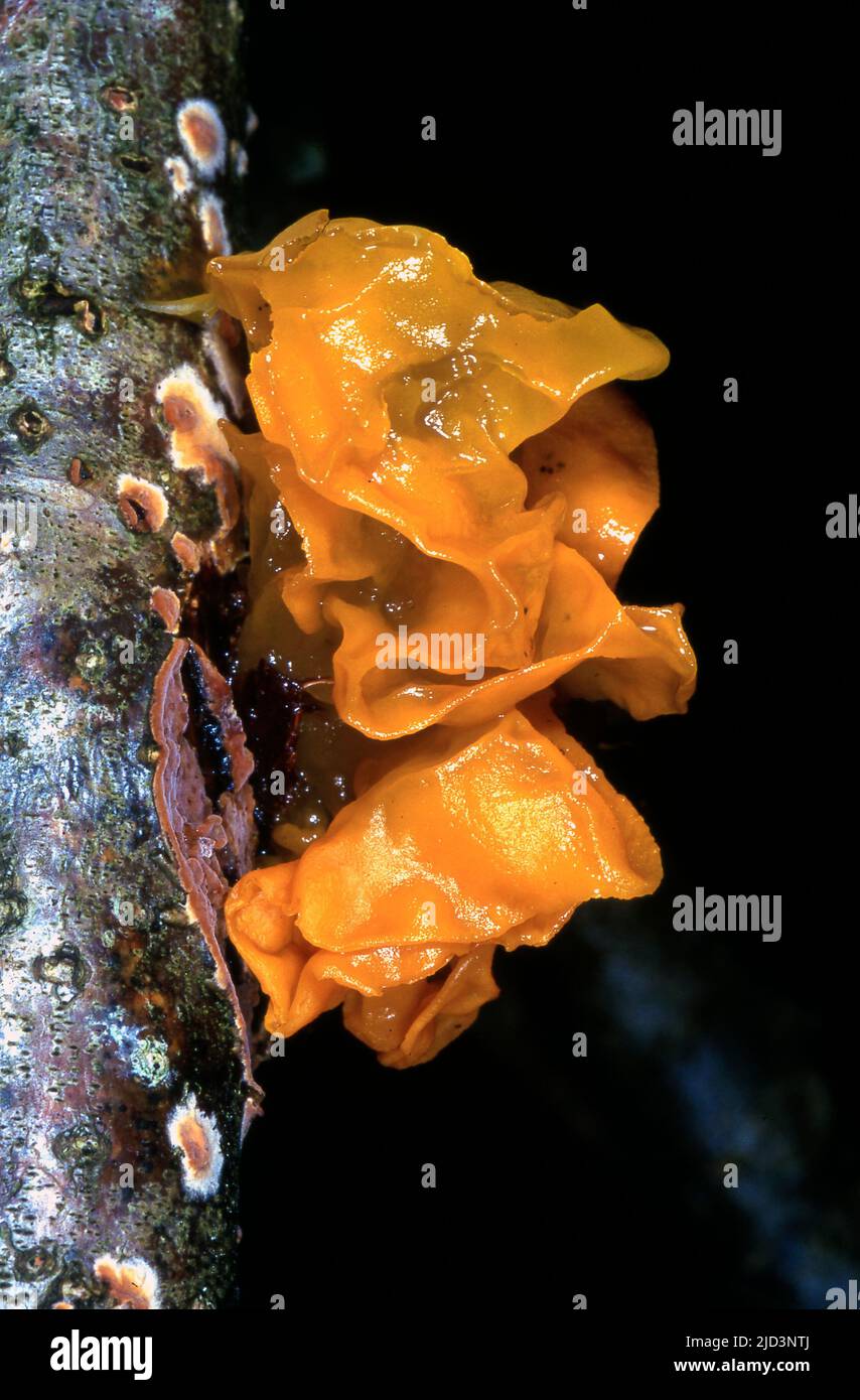 Golden jelly fungus (Tremella mesentrica). Stock Photo