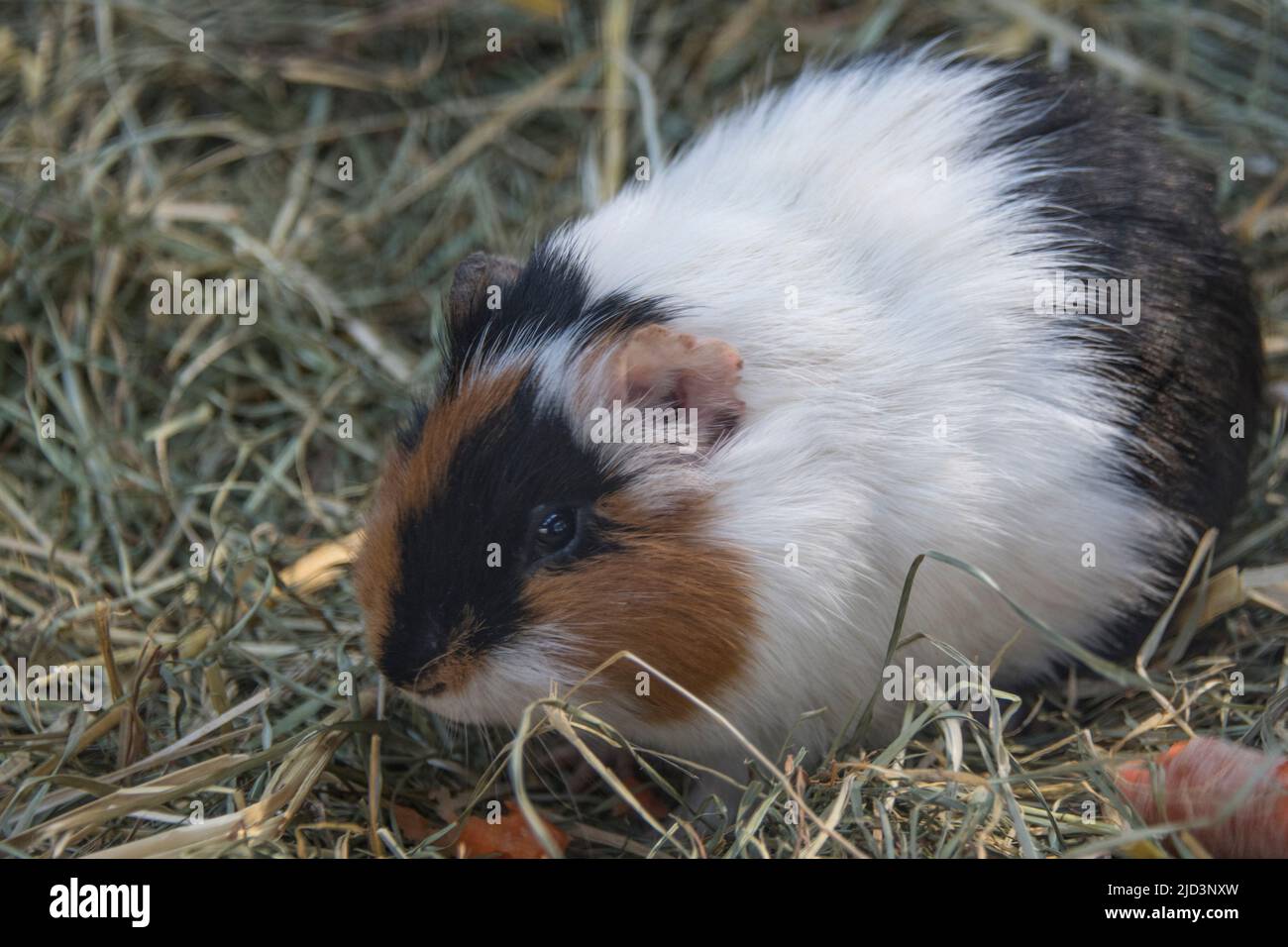 Near view of the small tier, Cavia porcellus, looking at the camera Stock Photo