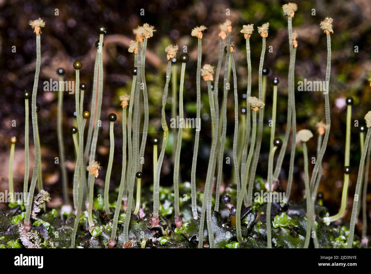 Sporophytes of overleaf pellia (Pellia epiphylla). Photo from Hidra, south-western Norway in April. Stock Photo