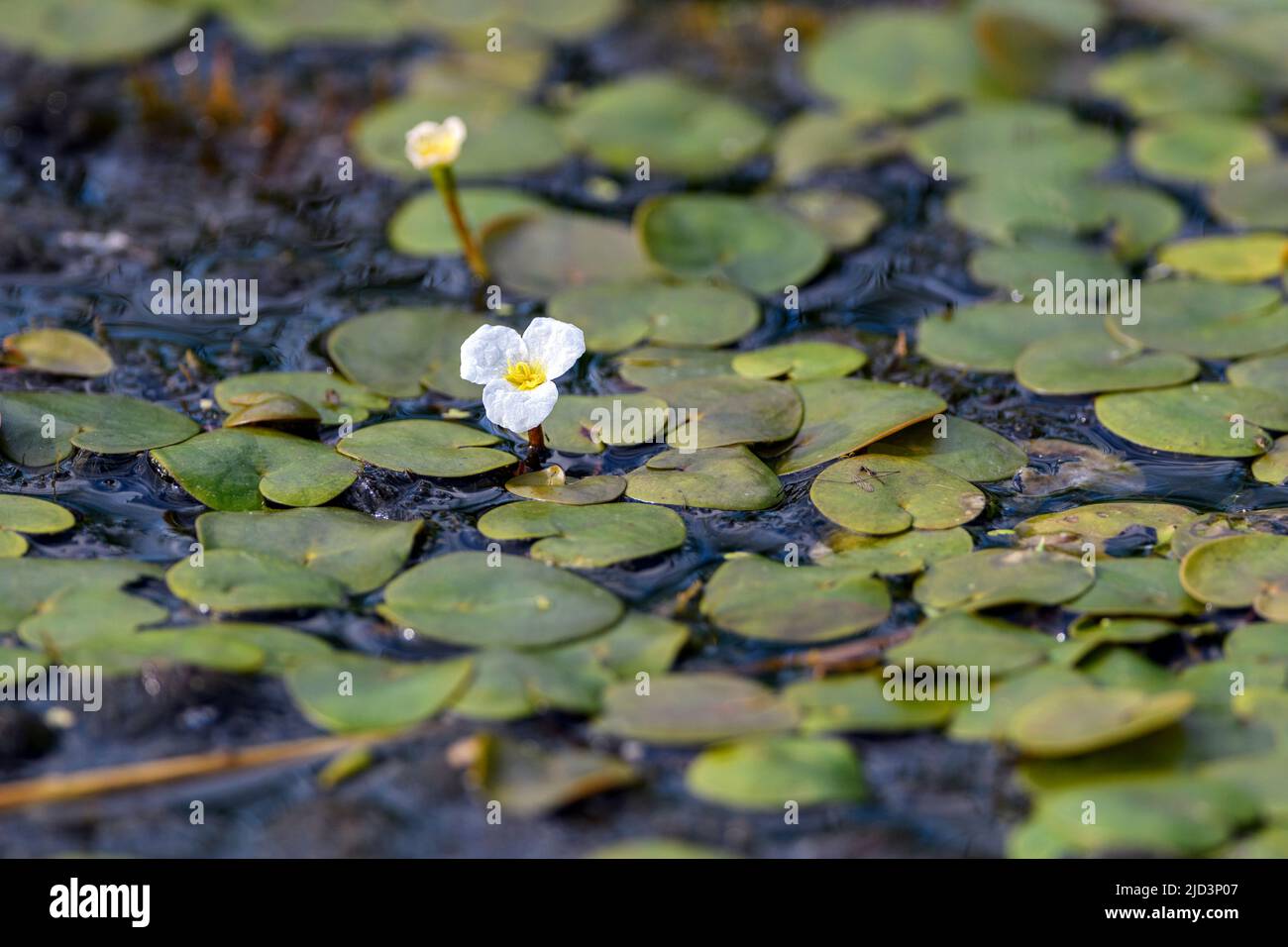Common frogbit (Hydrocharis morsus-ranae) from Vejlerne, northern Denmark in August. Stock Photo
