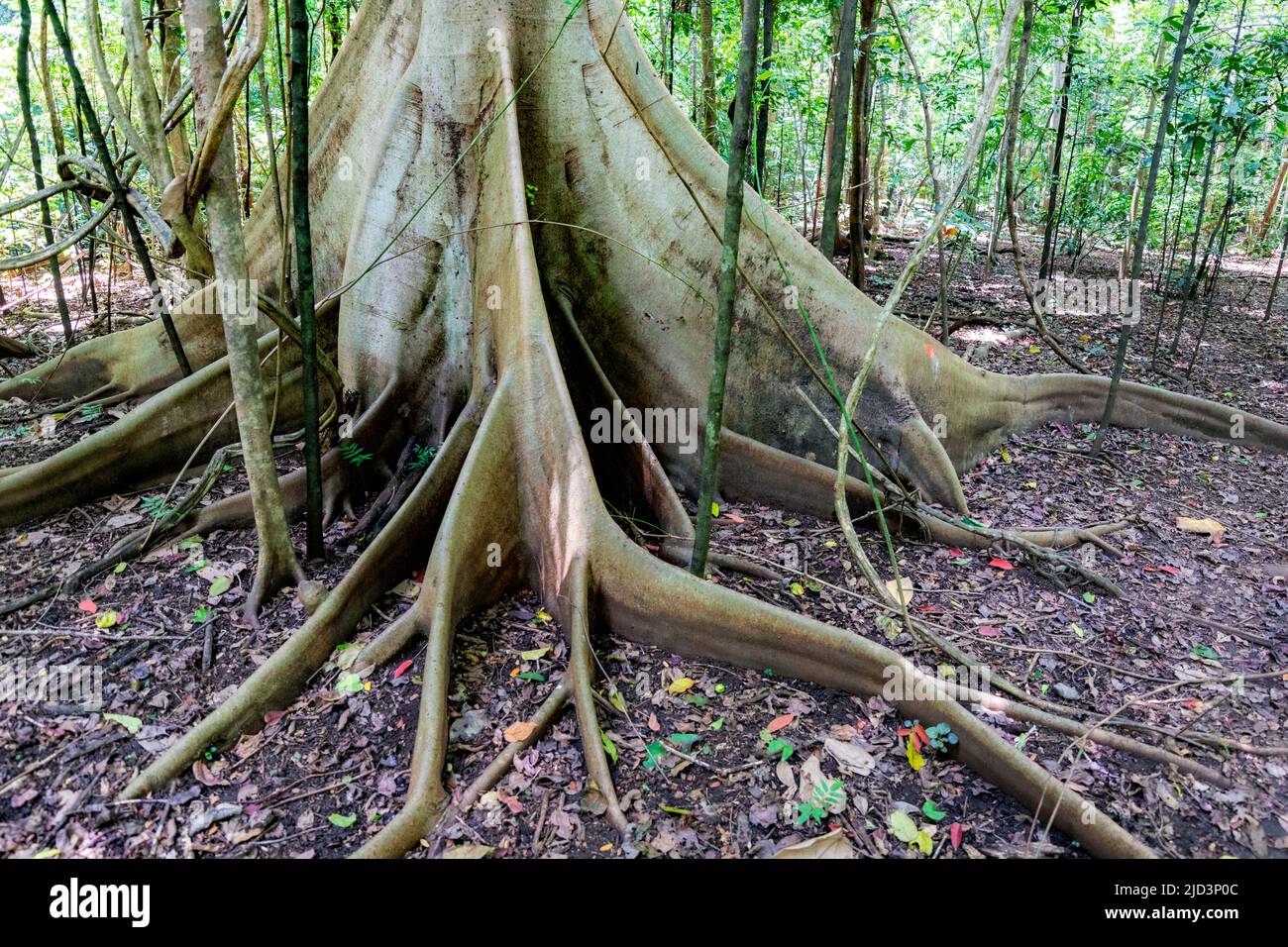 Buttress roots of Ficus variegata from Tangkoko National Park, northern Sulawesi, Indonesia. Stock Photo