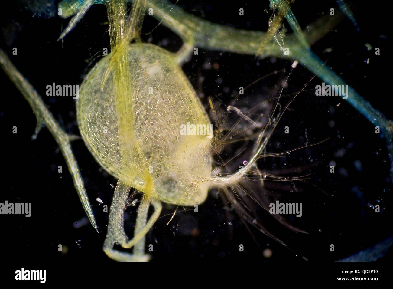 Bladder-like trap of the angiosperm Bladderworts, Utricularia sp.  The bladder is about 0,3 x 0,2 mm across. 40X at the film plane. From south-western Stock Photo