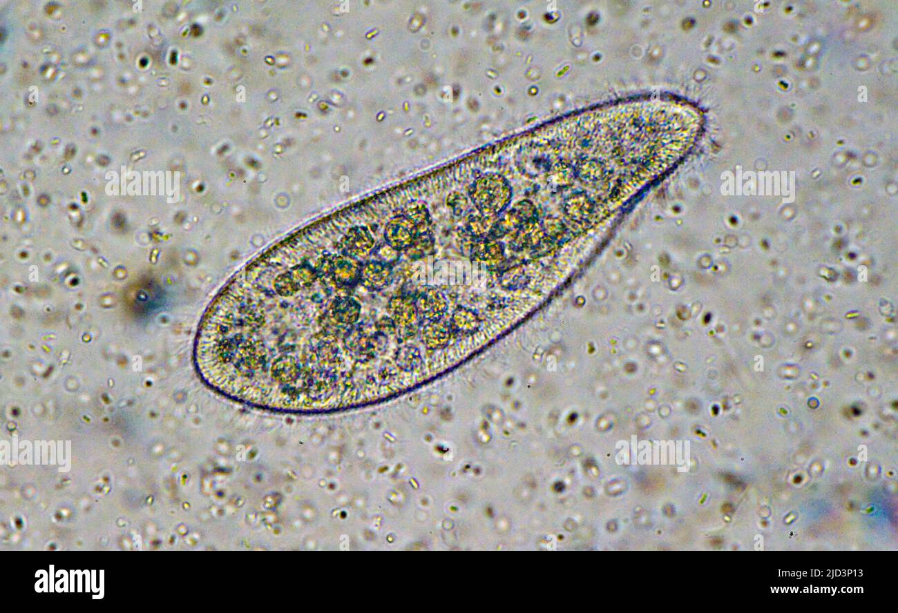 The ciliated protozoa, Paramecium sp., from a culture. Stock Photo