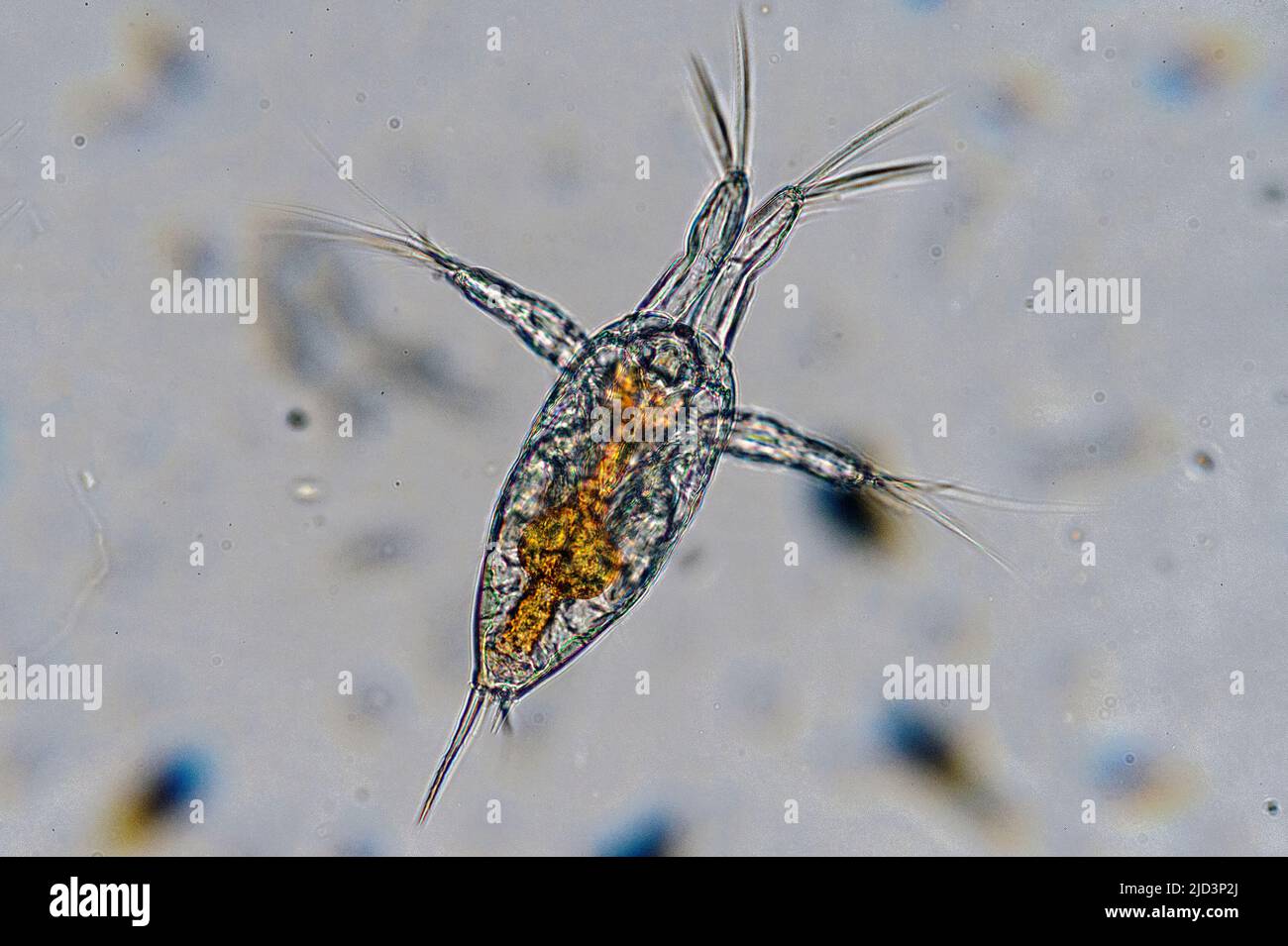 The nauplius larva of a Calanoid Copepod collected from coastal surface water of south-western Norway. Stock Photo
