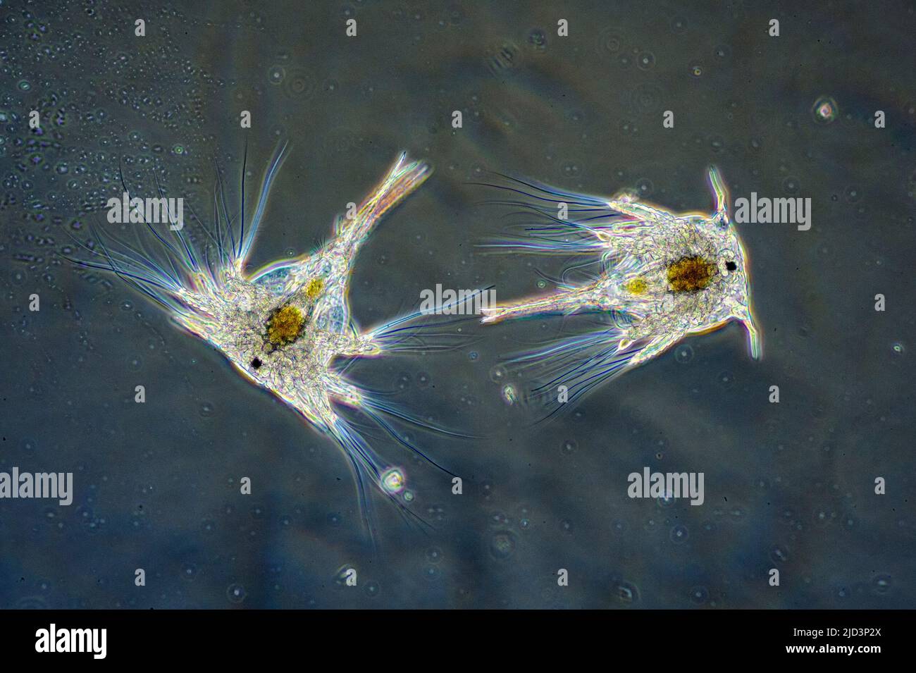 Pelagic larvae of barnacle (Balanus sp., probably B. crenatus), collected from coastal surface water og south-western Norway. Stock Photo
