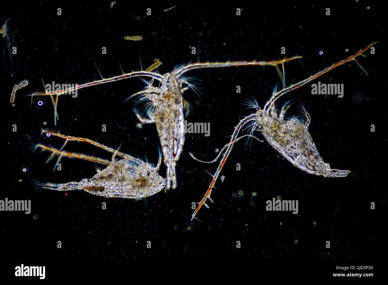 Marine copepod from the genus Calanus. Collected from coastal surface waters of south-western Norway in May 2011. Stock Photo