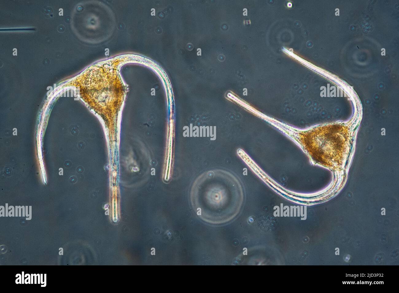 Planktonic dinoflagellates from genus Ceratium collected from coastal surface waters of south-western norway. Stock Photo