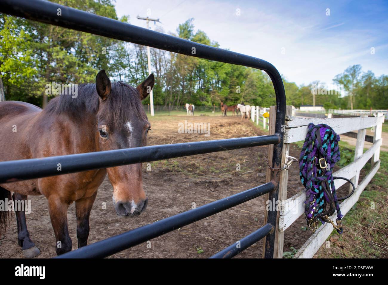 A horse looking through a gate at a horse farm. Stock Photo