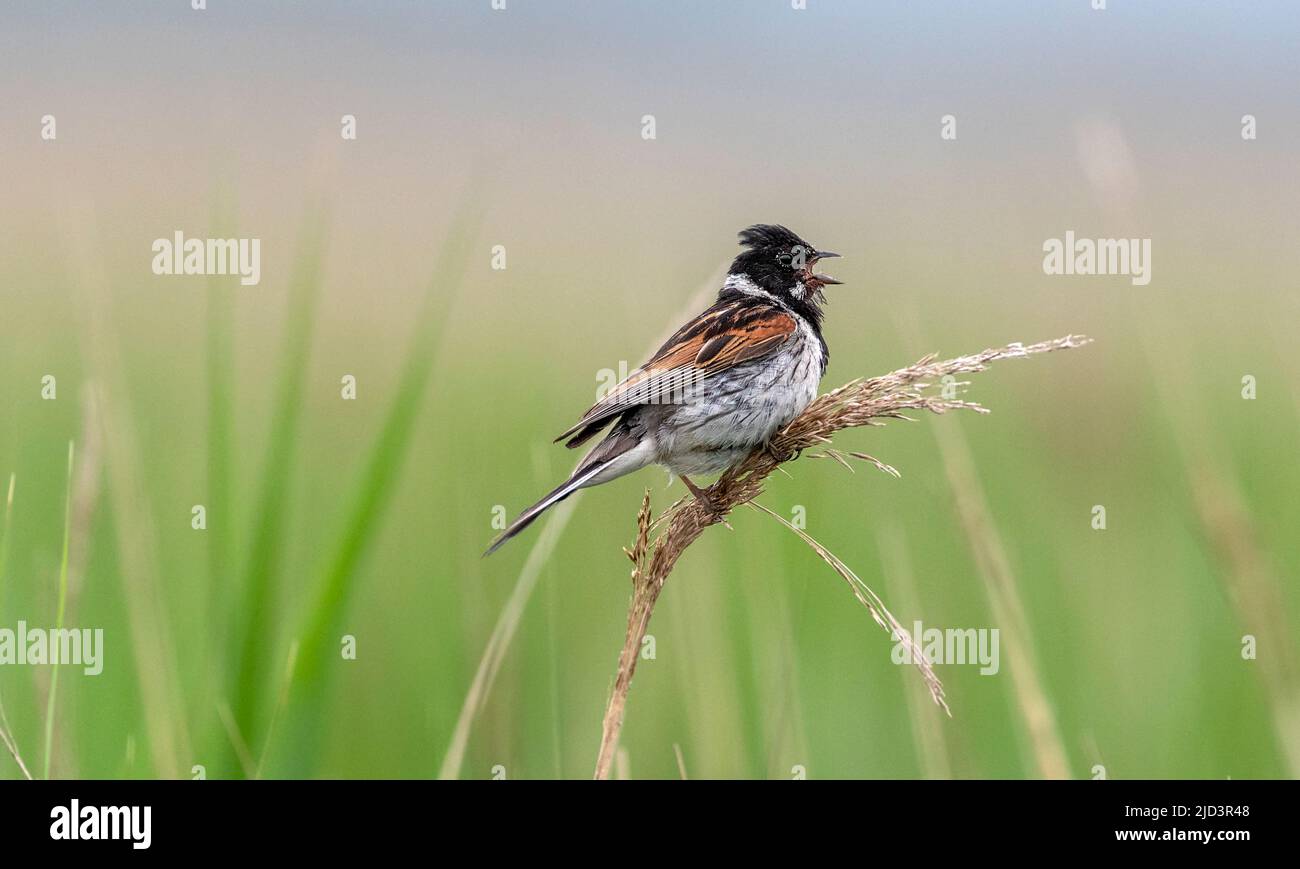 Male reed buntings hi-res stock photography and images - Alamy