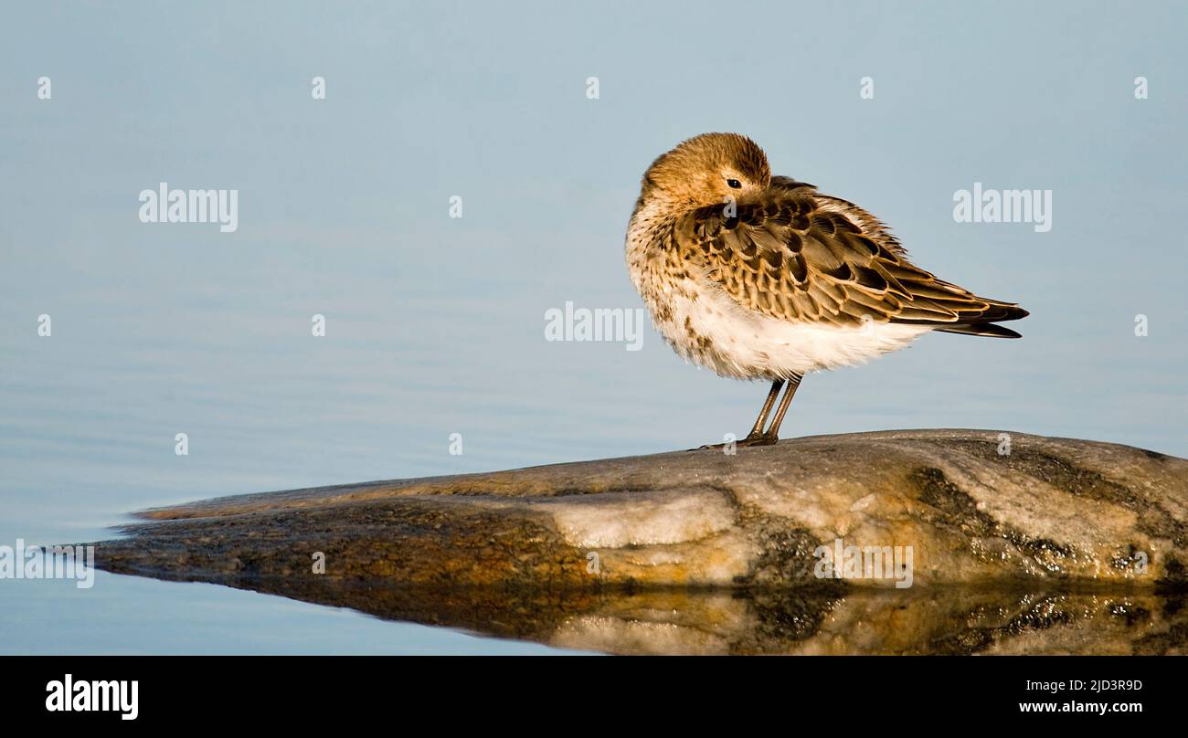 Dunlin (Calidris alpina) from south-western Norway Stock Photo