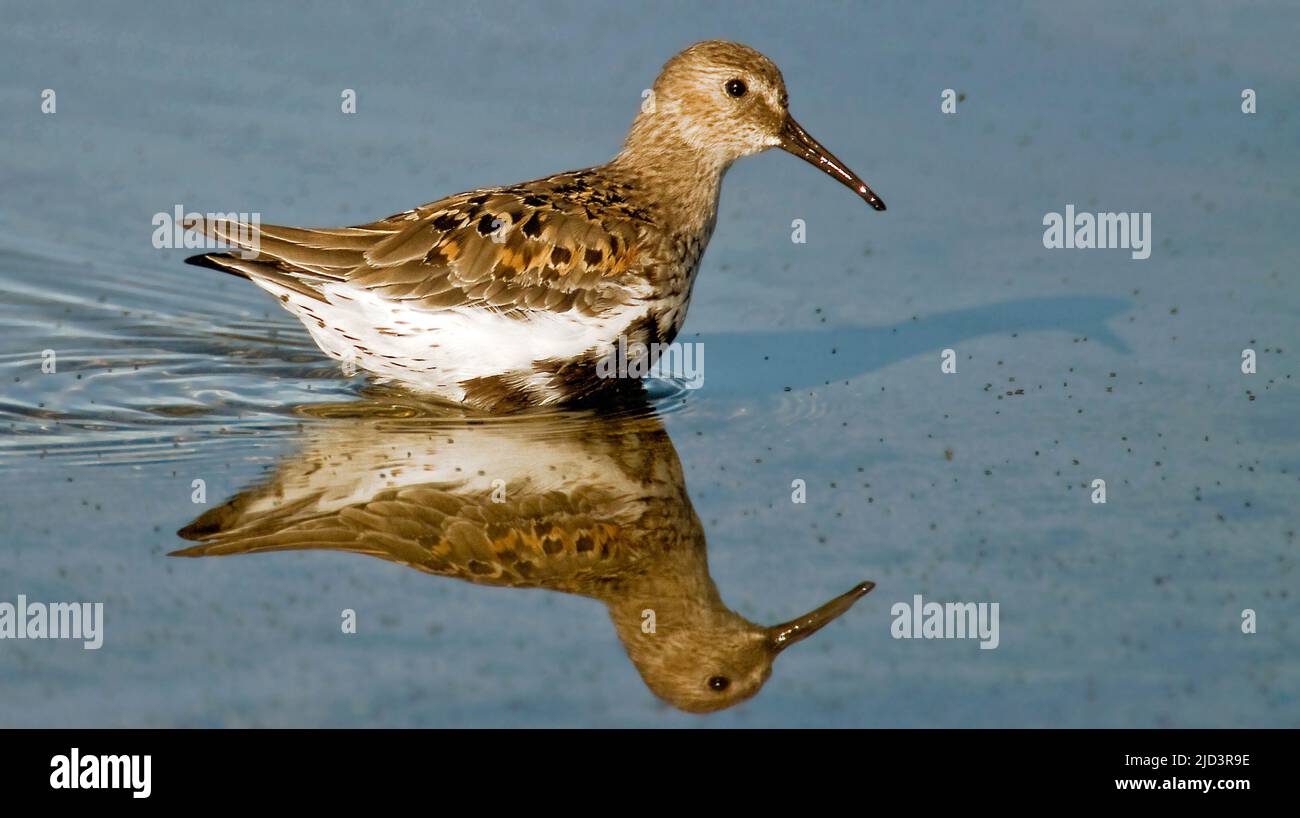 Dunlin (Calidris alpina) from south-western Norway Stock Photo