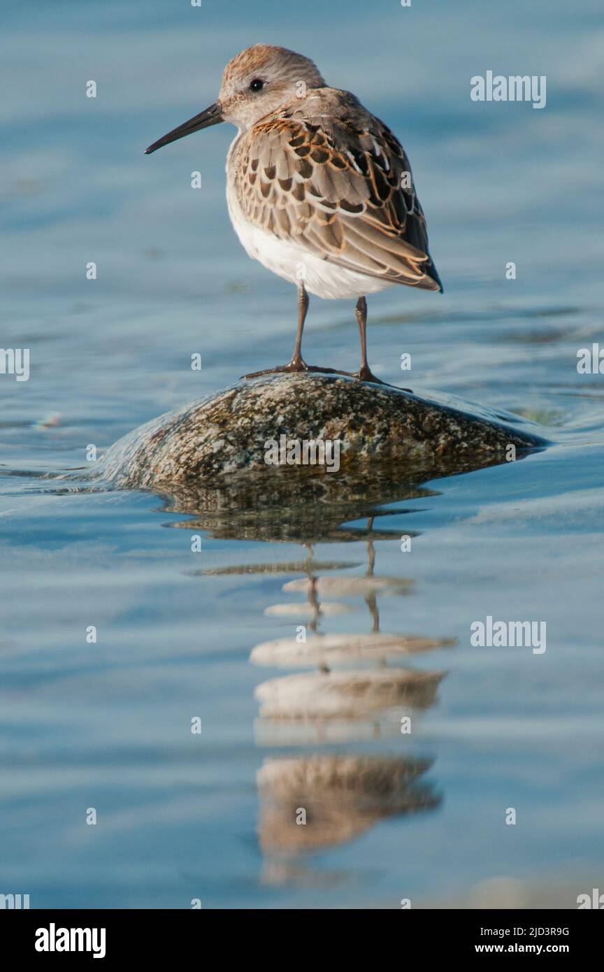 Dunlins (Calidris alpina) from south-western Norway Stock Photo