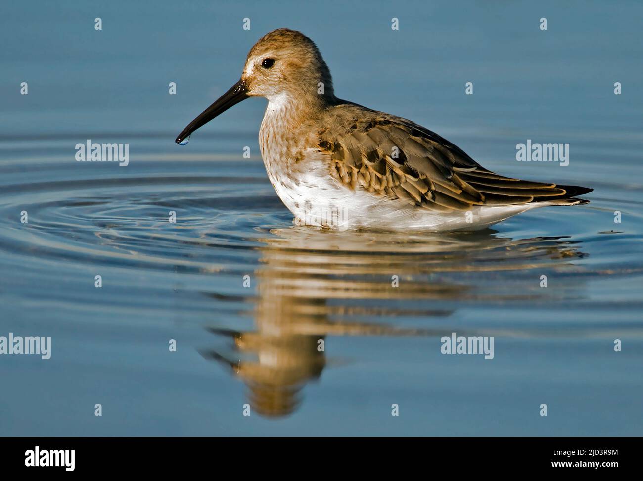 Dunlins (Calidris alpina) from south-western Norway Stock Photo