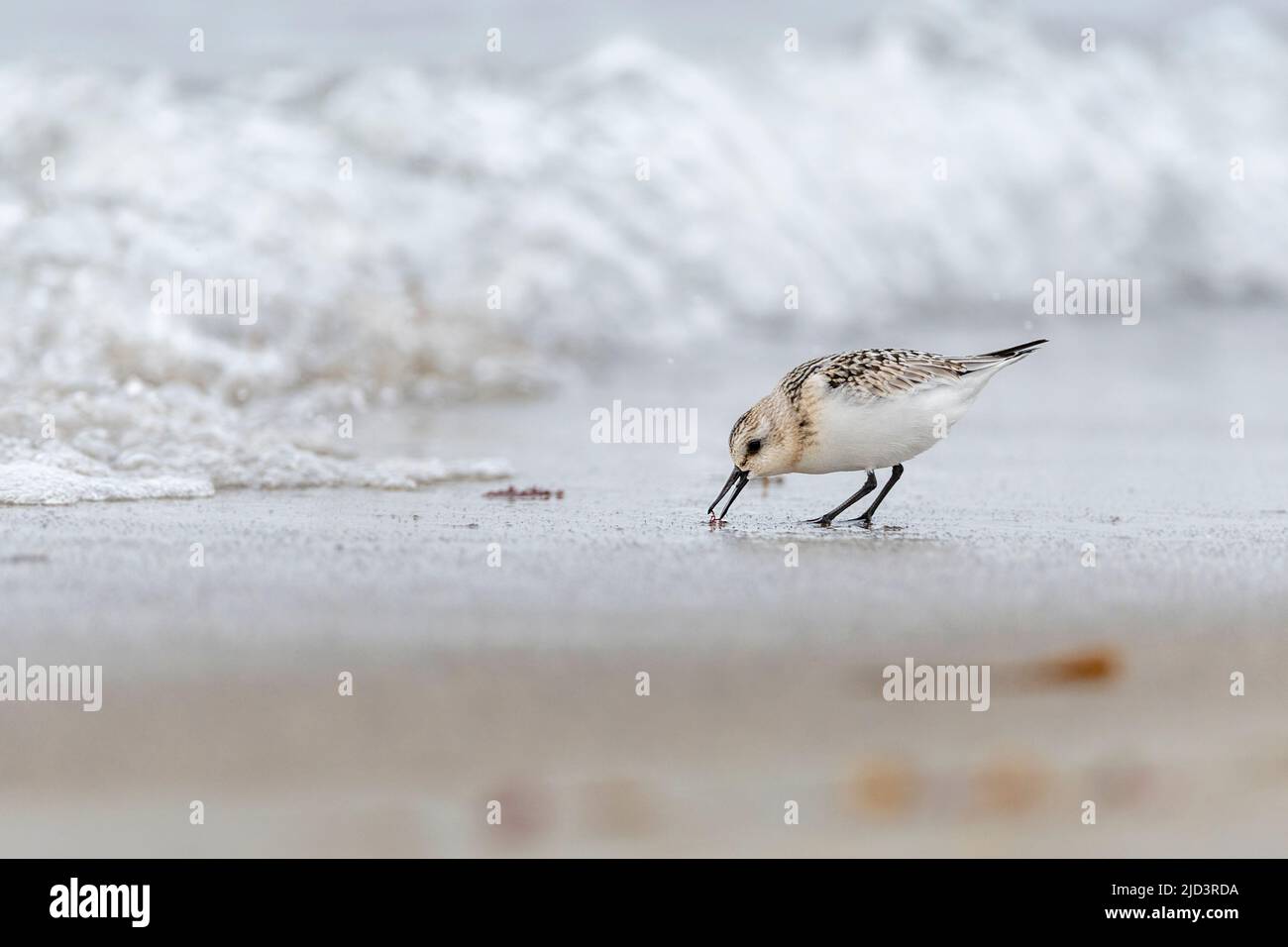 Sanderling (Calidris alba) feeding at Lista, southern Norway in late September. Stock Photo