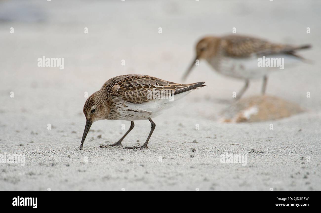 Dunlin (Calidris alpina) from south-western Norway. Stock Photo