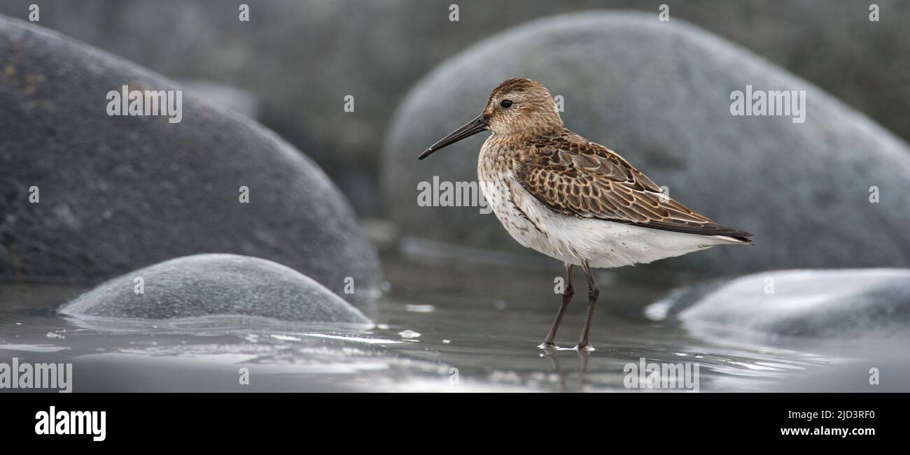 Dunlin (Calidris alpina) from south-western Norway. Stock Photo