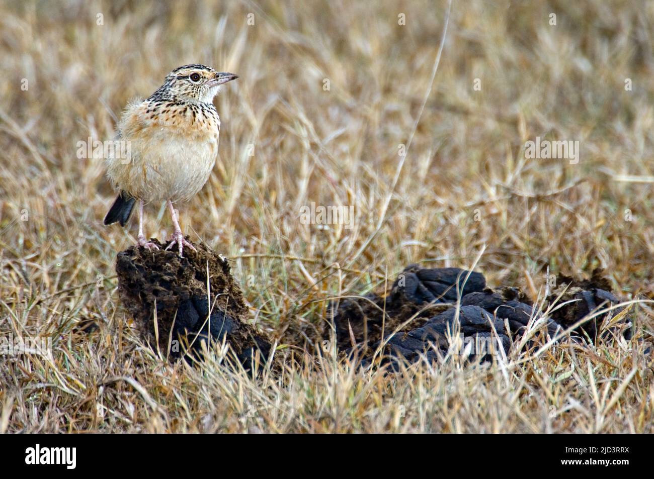 Pipit (Anthus sp.) from Sweetwater, Kenya. Stock Photo