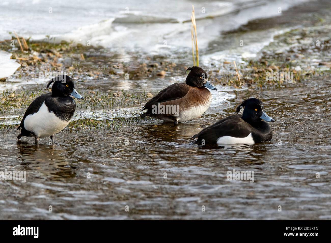Tufted ducks (Aythya fuligula, two males and one female)  from Egersund, south-western Norway in February. Stock Photo