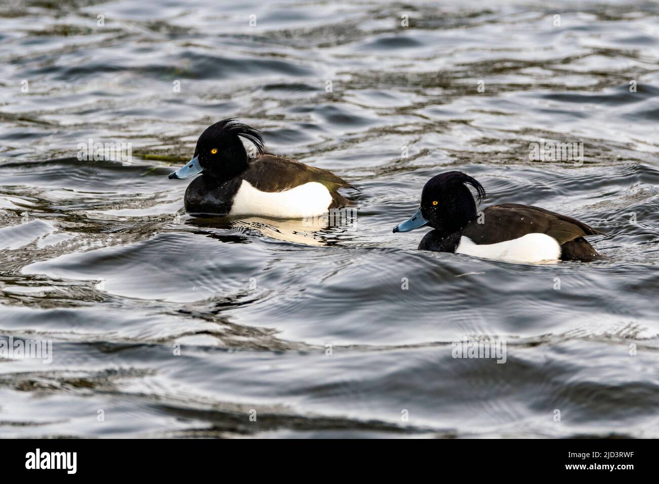Two males of tufted ducks (Aythya fuligula)  from Egersund, south-western Norway in February. Stock Photo