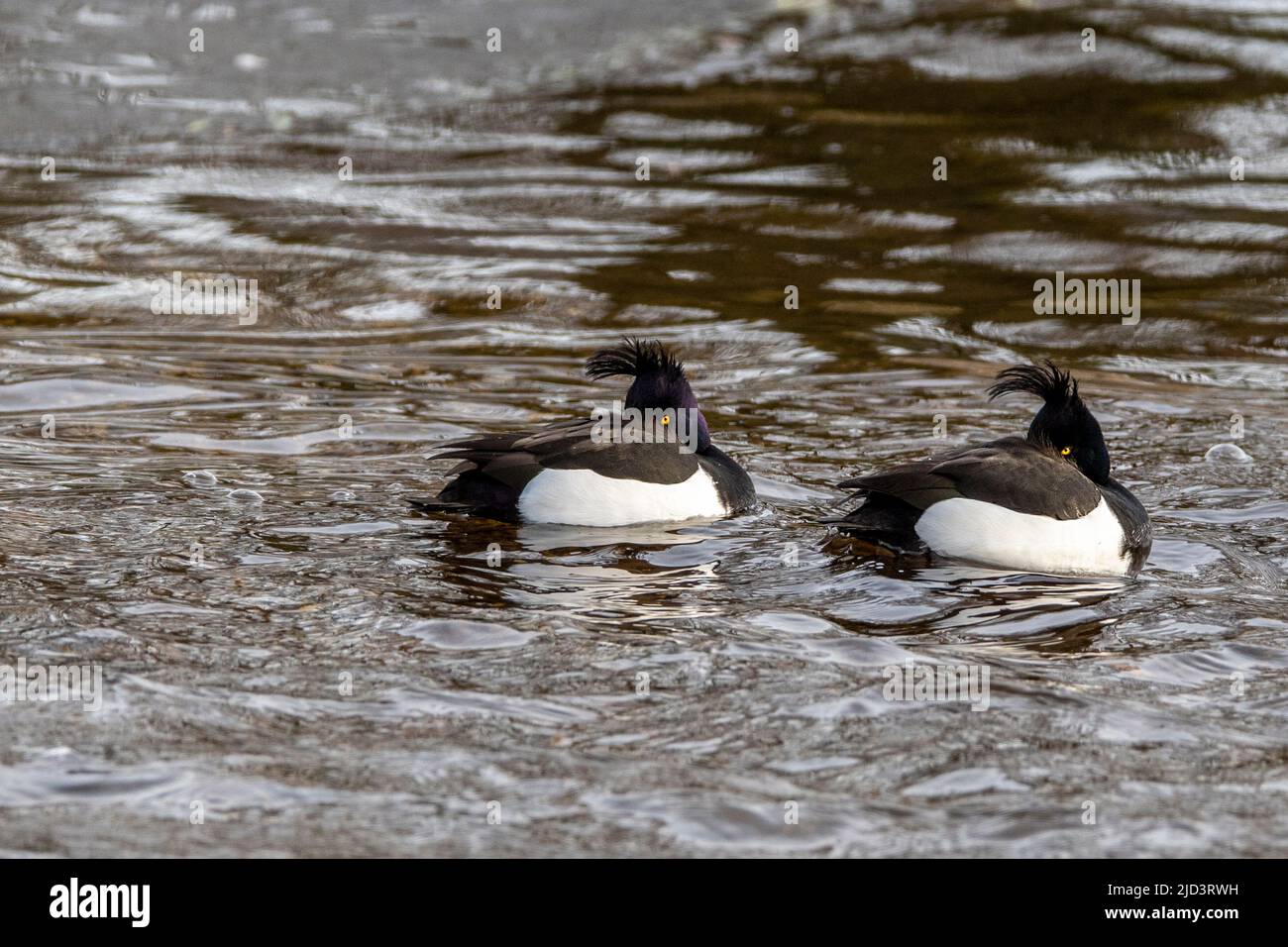 Two males of tufted ducks (Aythya fuligula)  resting in an ice-cold river close to Egersund, south-western Norway in February. Stock Photo