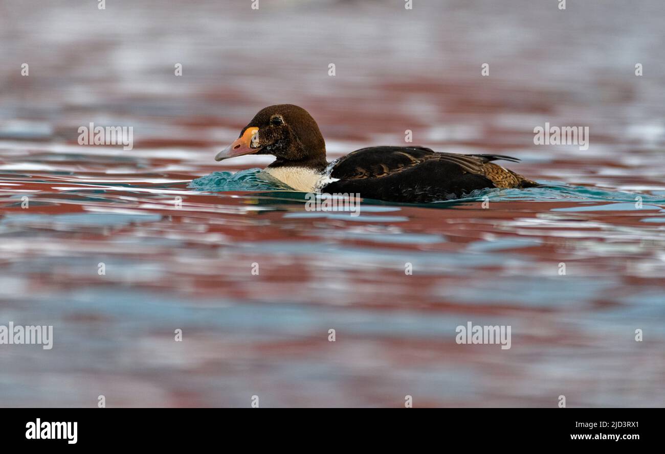 King eider (Somateria spectabilis, juvenile male in its second year) from Baatsfjord, Finnmark, Norway. Stock Photo