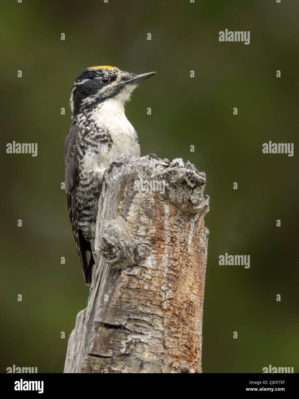 American three-toed woodpecker (Picoides dorsalis) Male, Kamloops, British Columbia, Canada, North america Stock Photo