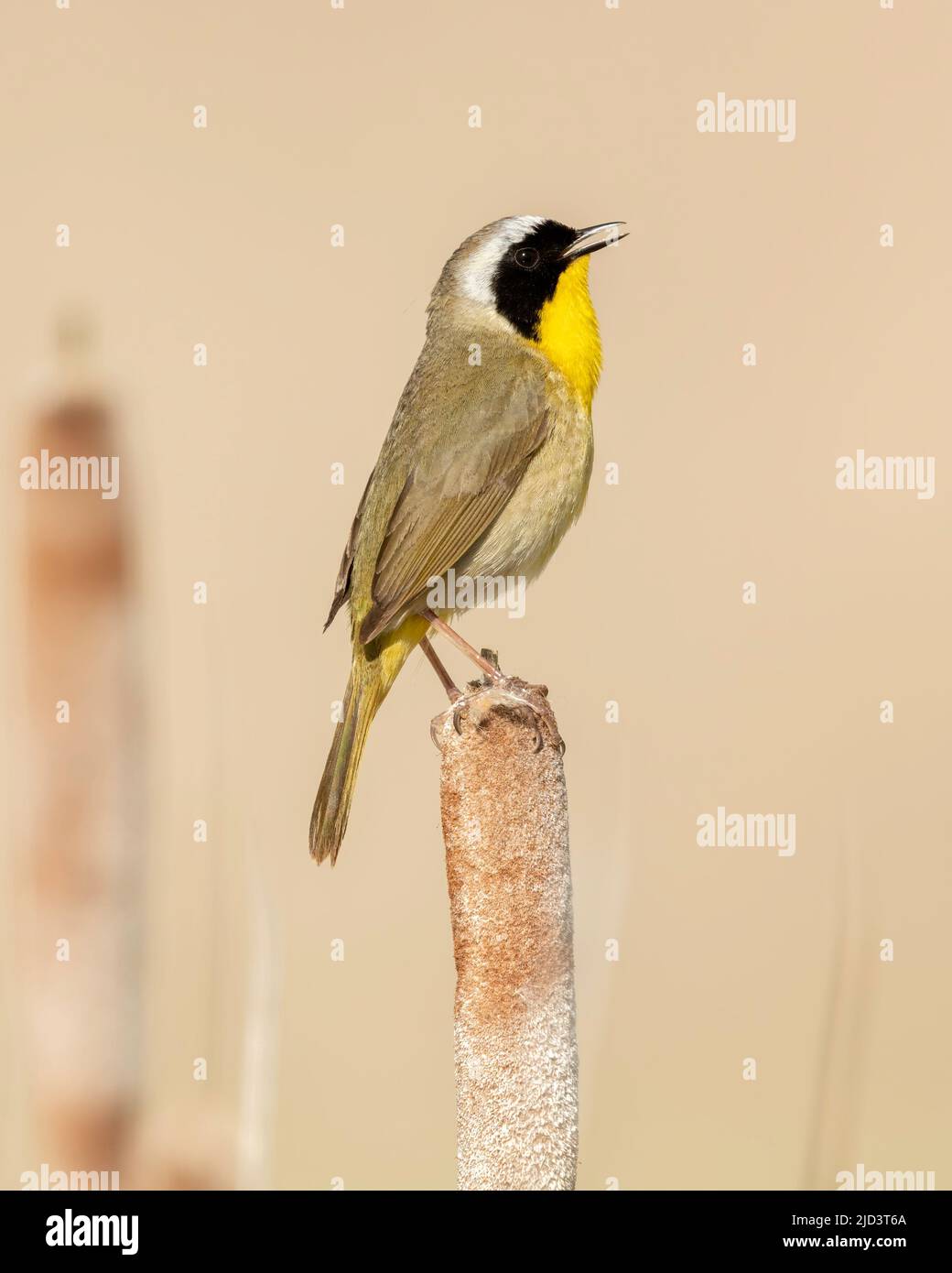 Common Yellowthroat (Geothlypis trichas), perched on cattails,  Kamloops, British Columbia, Canada, North America Stock Photo