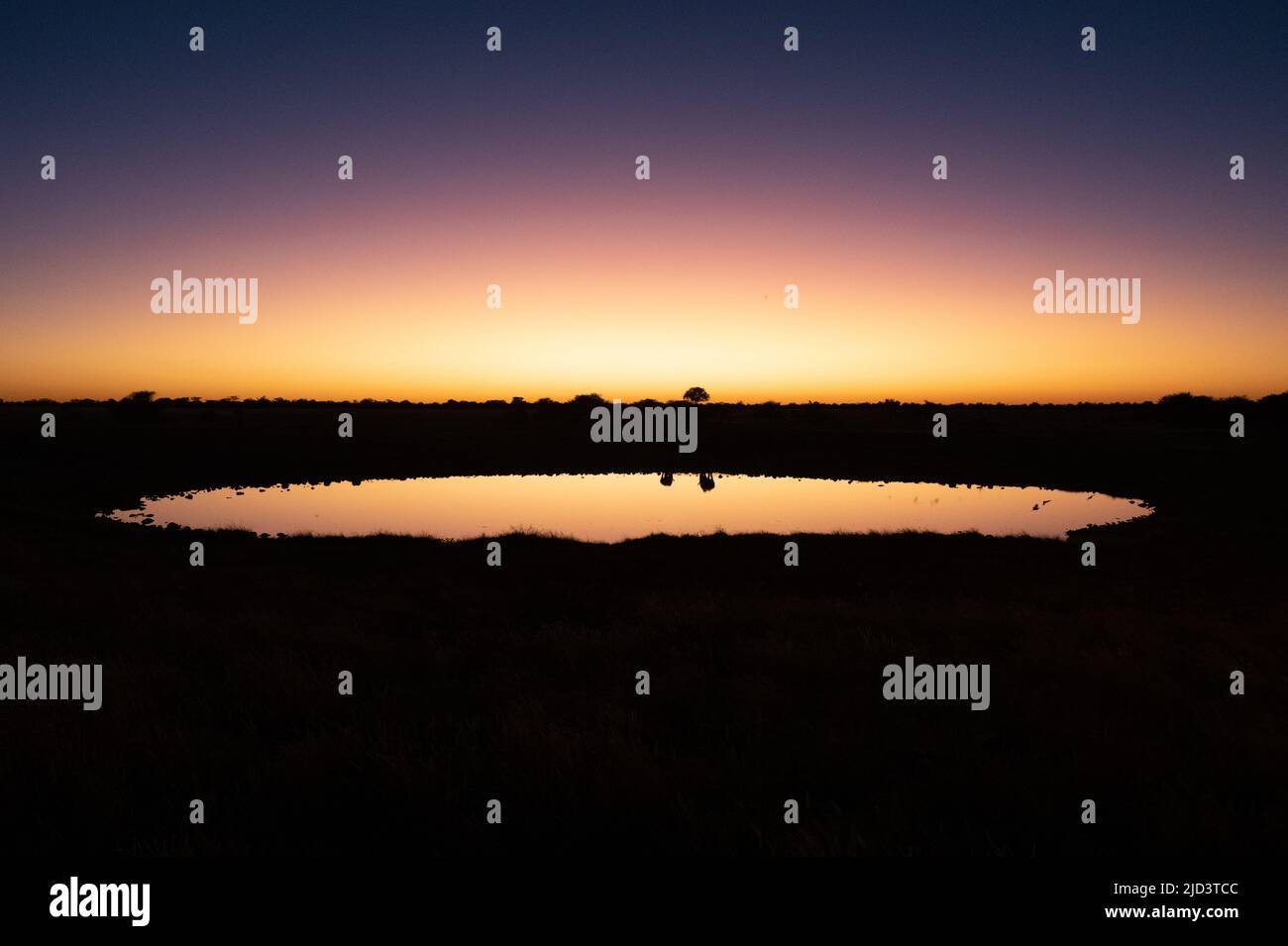 Reflection of black rhinos in the Okaukuejo waterhole at sunset in the Etosha National Park in Namibia Africa Stock Photo