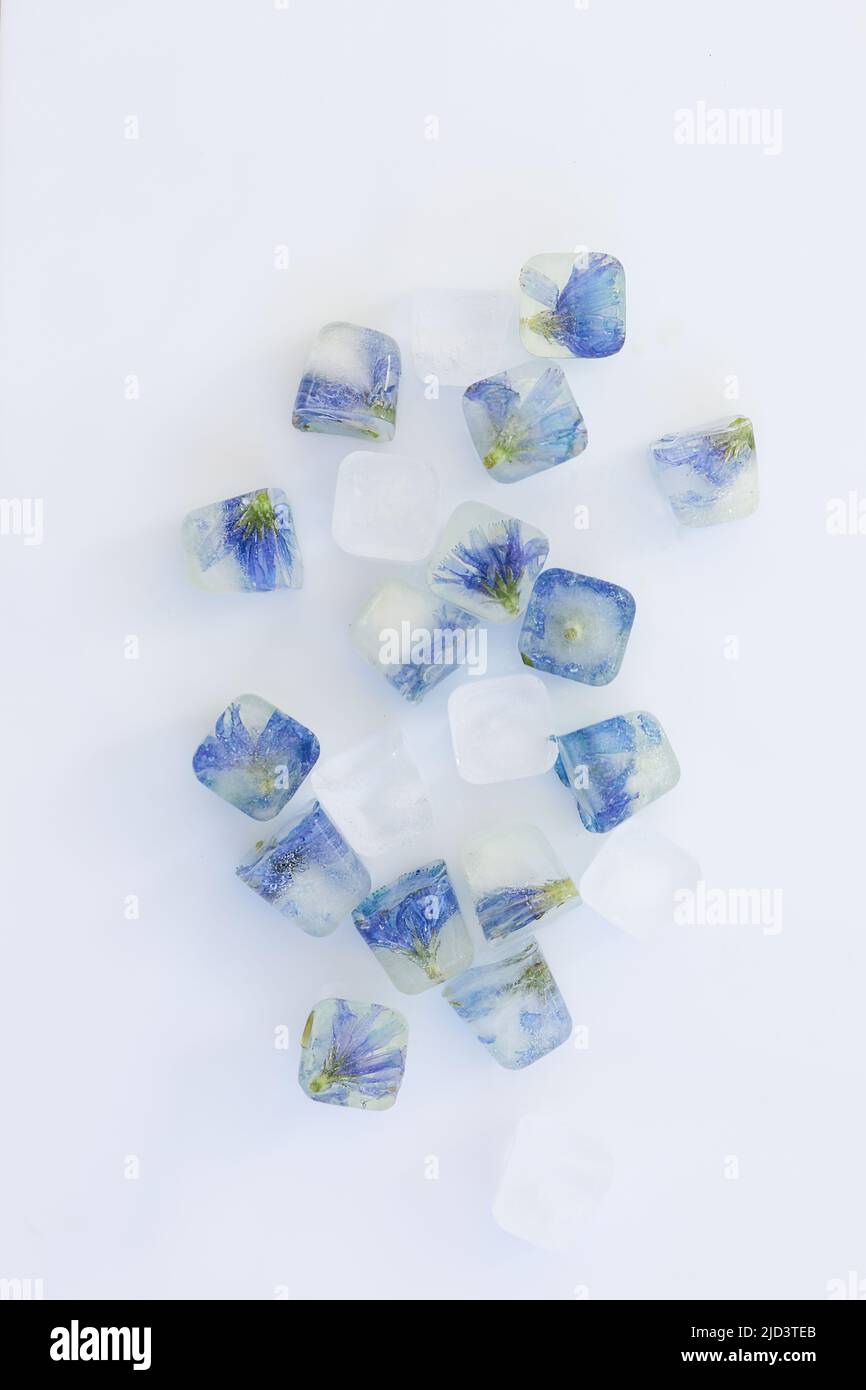 Frozen flowers in ice cubes isolated on white background. Top view