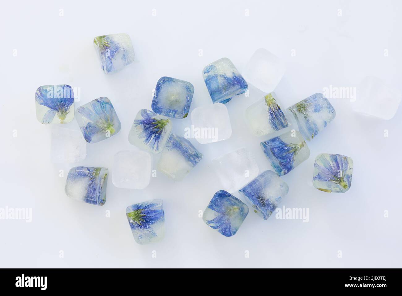Frozen flowers in ice cubes isolated on white background. Top view