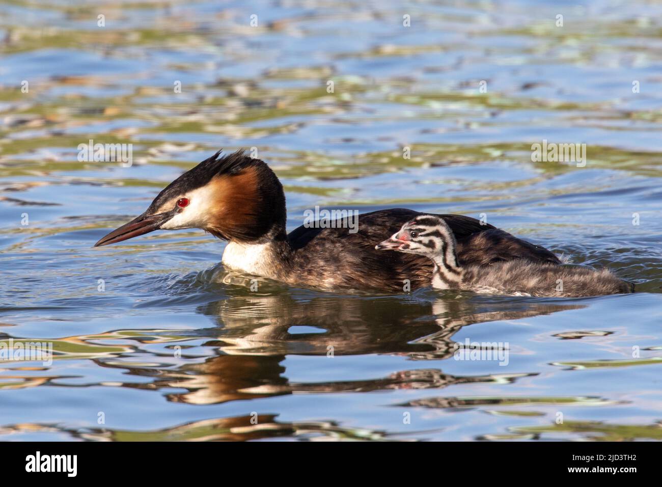Great Crested Grebes and their young Stock Photo Alamy