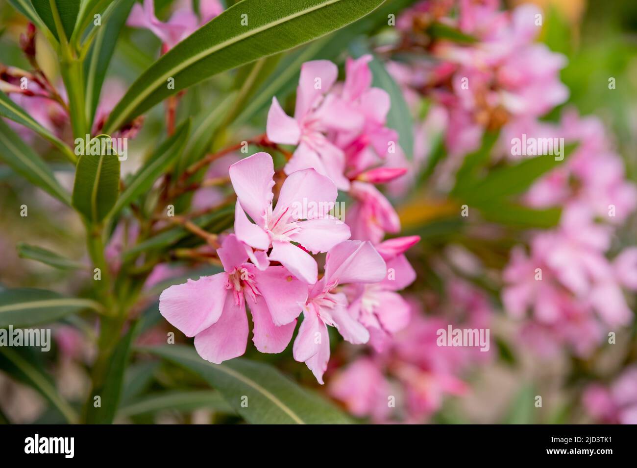 Are Oleander Plants Poisonous To Dogs And Cats