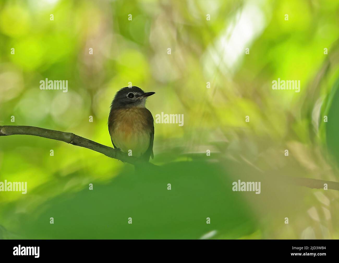 Tawnychested Flycatcher (Aphanotriccus capitalis) adult perched on