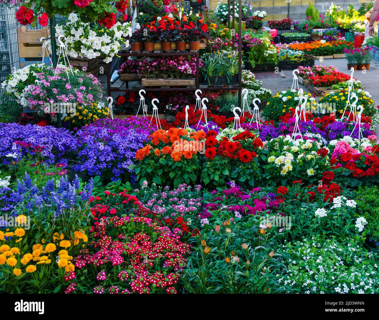 flower seedlings for sale on the market Stock Photo