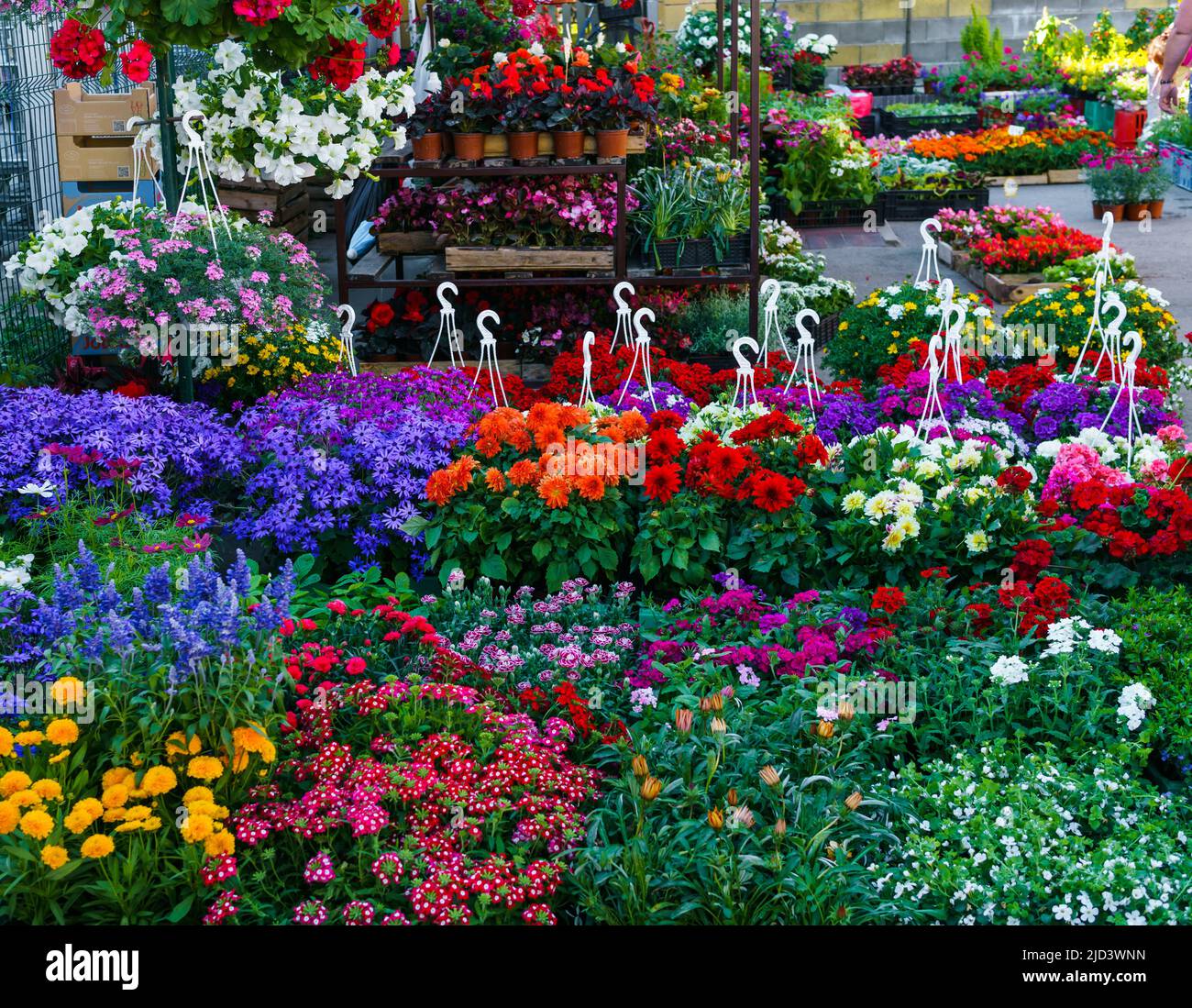 flower seedlings for sale on the market Stock Photo Alamy