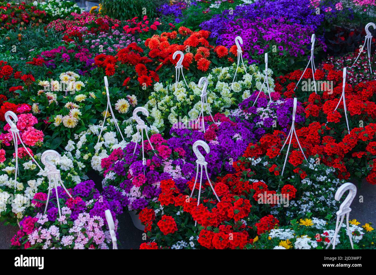 flower seedlings for sale on the market Stock Photo