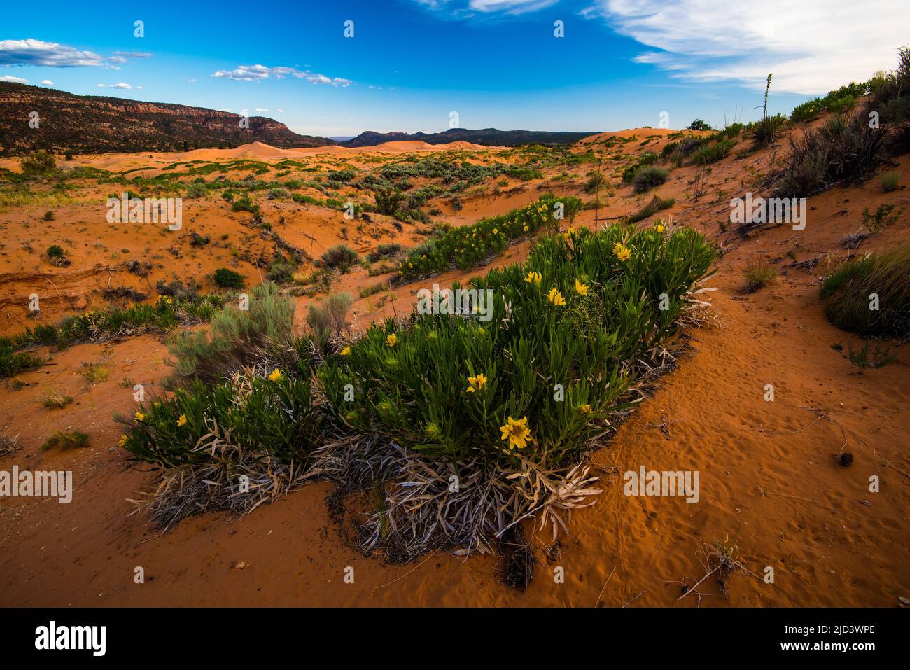 Yellow wildflowers (Mules Ears) blooming in Coral Pink Sand Dunes.  They make a bold statement in the desert landscape each year in the month of June. Stock Photo